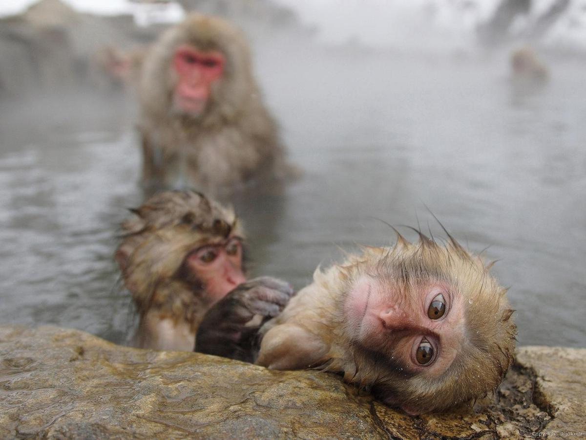 Готель Togari Onsen Alpen Plaza Iiyama Екстер'єр фото